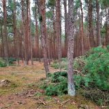 Miškininkai telkia visuomenę bendrai kovai su pavojingu medžių liemenų kenkėju – iniciatyva „Saugau mišką“ kviečia fiksuoti kenkėjų pažeidimus miškuose