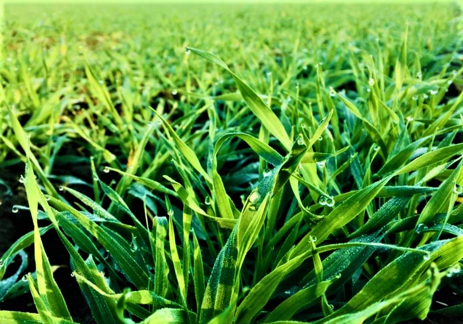 Pavasario šalčiai - vienas iš ekstremalių reiškinių žemės ūkyje.