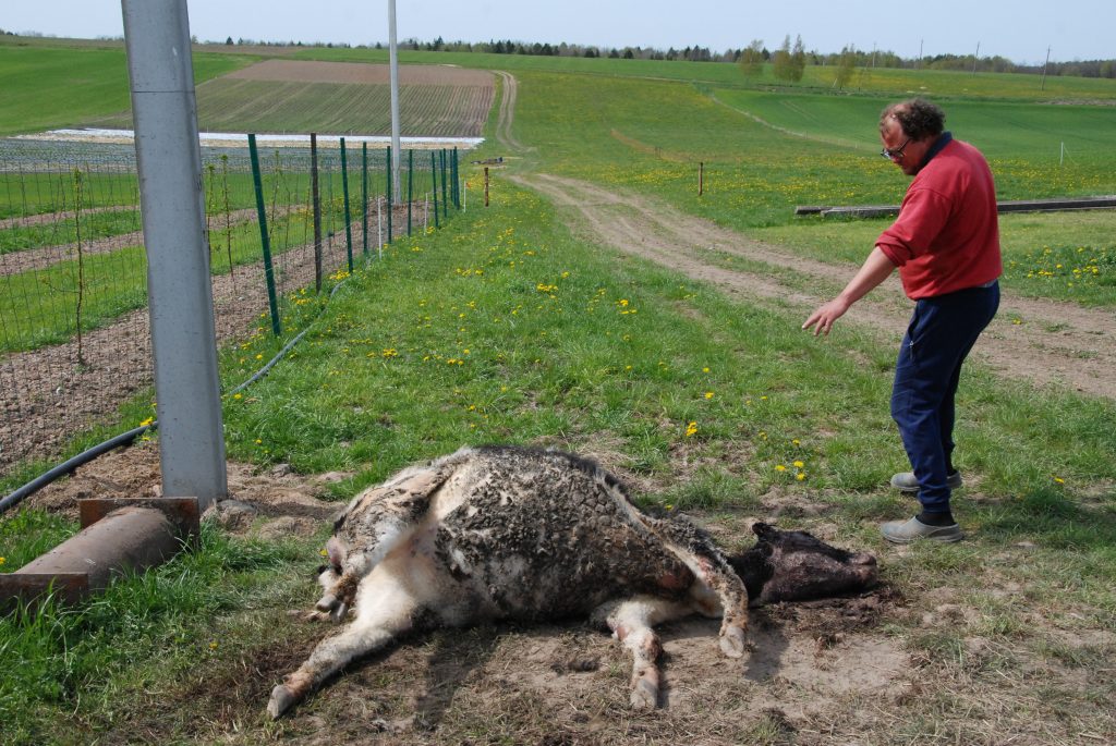 Sauserių ūkininkas Dariu Mažonas sakė esąs įsitikinęs, kad telyčaites nužudė dideli šunys.