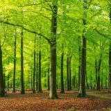 Senųjų miškų išsaugojimui – banko finansinės injekcijos